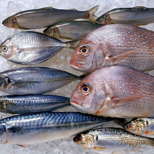 Fish